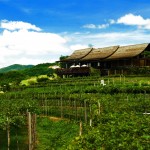 Hua Hin Hill Vineyard