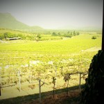 Hua Hin Hill Vineyard