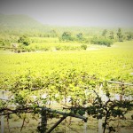 Hua Hin Hill Vineyard