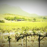 Hua Hin Hill Vineyard